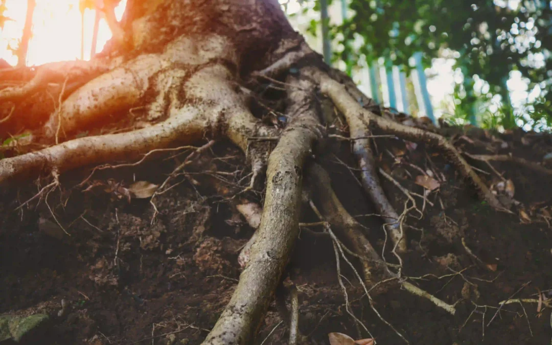 How to Prevent Tree Roots from Damaging Your Driveway: A Guide for Ohio Homeowners